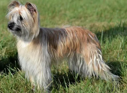 比利时牧羊犬吃什么?注意食物合理搭配 比利时牧羊犬吃什么?注意食物合理搭配