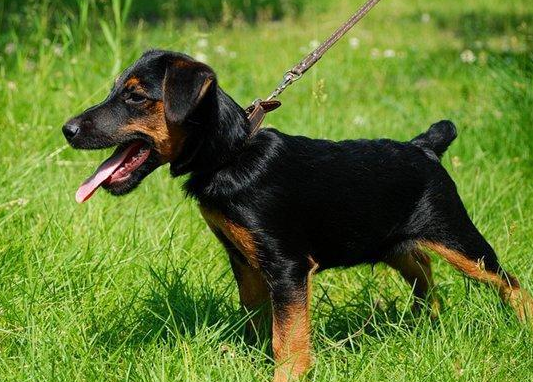 德国猎梗犬智商怎么样 德国猎梗犬智商怎么样
