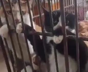 “请不要吃我的猫”:为了救猫,她成了“偷猫宰猫黑产”最怕的女人 “请不要吃我的猫”:为了救猫,她成了“偷猫宰猫黑产”最怕的女人