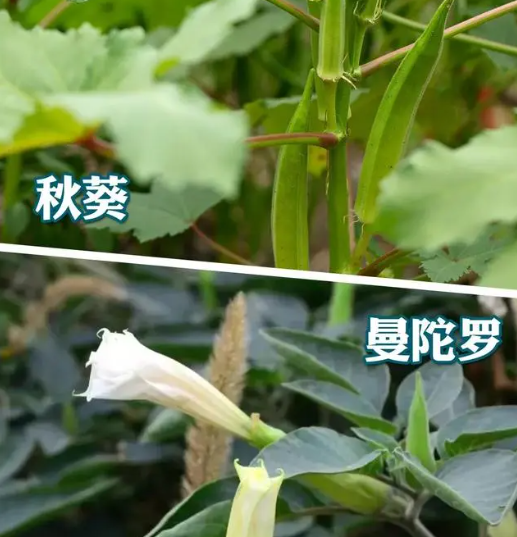 剧毒章鱼差点下锅?这些易混淆食物千万要注意! 剧毒章鱼差点下锅?这些易混淆食物千万要注意!