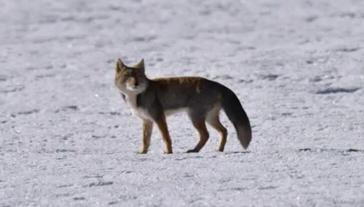 野灰色狐狸