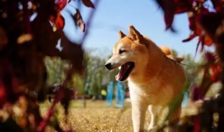 柴犬登登16万被拍走！原主人又想要回…买家发声