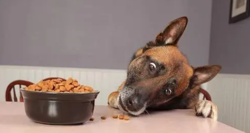 天地荟宠物食品怎么样? 天地荟宠物食品怎么样?