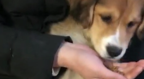 田园犬生病，主人抱着狗子一边输液一边喂狗粮，狗：主人你真好…
