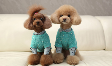 贵宾犬食量对照表 贵宾犬食量对照表