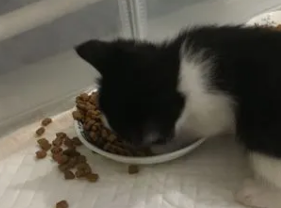 精灵猫,上海丘比特宠物用品有限公司旗下的知名品牌 精灵猫,上海丘比特宠物用品有限公司旗下的知名品牌