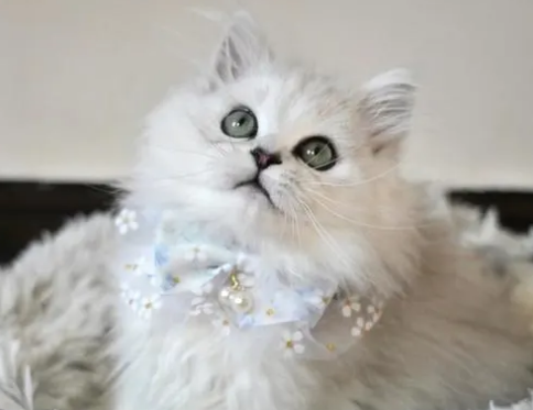 长毛银点猫和金吉拉猫区别，可以认识一下