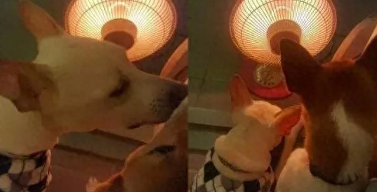 主人怕冷搬暖炉进厕所，结果眼前突然冒出了俩“狗头”！