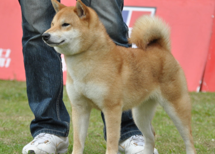 中华柴犬多少钱一只啊 中华柴犬多少钱一只啊