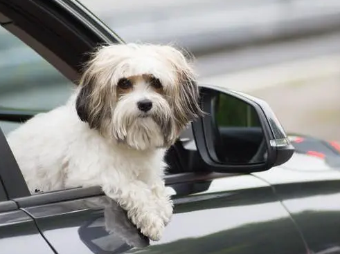 带宠物进北京会被扣下么