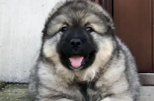 高加索犬介绍?在狗宠中是比较凶猛一种 高加索犬介绍?在狗宠中是比较凶猛一种