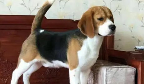 比格犬不能吃的食物 比格犬不能吃的食物