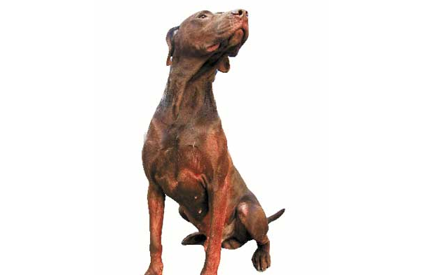 小野猪大闹西子宾馆，杜宾犬“泰森”出马降野猪
