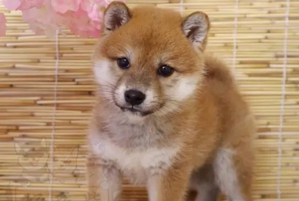 怎么分辨柴犬是纯种还是串