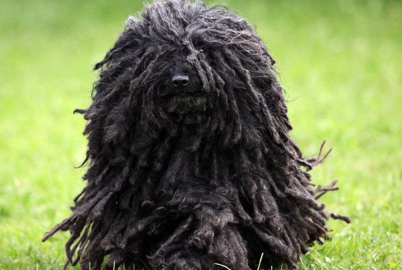 波利犬的价格 波利犬具备理性和智慧 波利犬的价格 波利犬具备理性和智慧