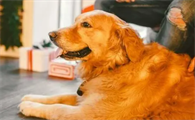 聪明土狗幼犬的特征