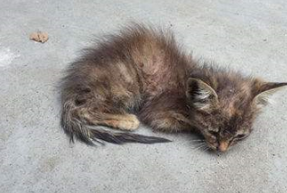 流浪猫被人用胶水粘在路中间:你可以不爱,但请不要伤害! 流浪猫被人用胶水粘在路中间:你可以不爱,但请不要伤害!