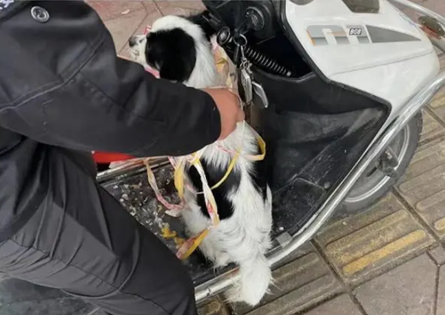 街道集中的捕杀流浪狗！两位女生和好心的保安合作，迅速把狗送走