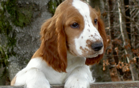 不列塔尼猎犬哪里卖？黑色被毛属于失格