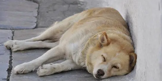 假死一般持续多久 假死一般持续多久