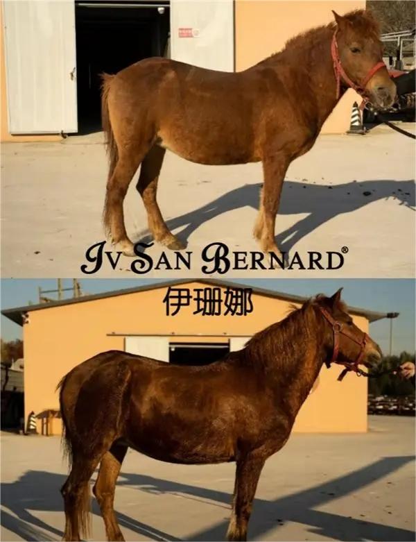 伊珊娜,你想不到的跨界洗护:跳脱犬猫界,给骏马洗澡 伊珊娜,你想不到的跨界洗护:跳脱犬猫界,给骏马洗澡