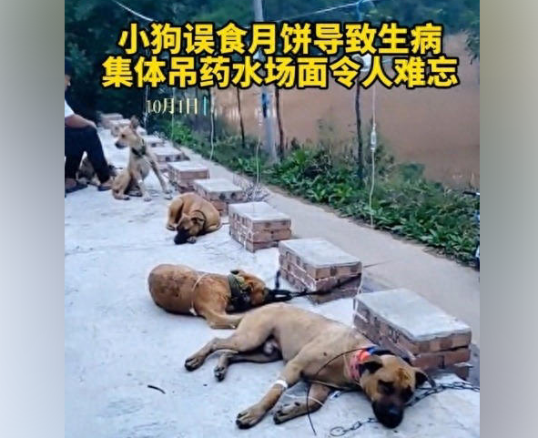 狗狗趴地上集体打吊针，目击者：它们吃了五仁月饼导致身体不适