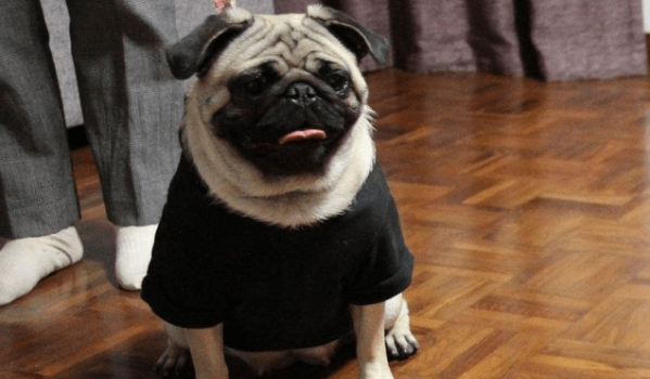 法斗幼犬多少钱一头