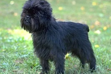 猴面犬好养吗 注意毛发的护理