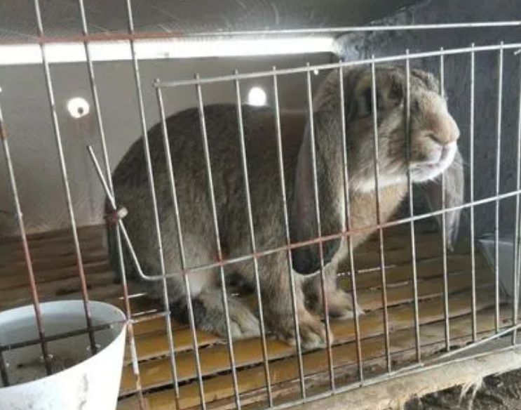 新西兰兔吃什么?仔兔需要提早补食 新西兰兔吃什么?仔兔需要提早补食