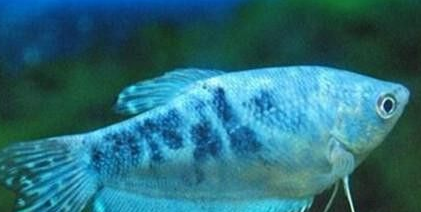 蓝星鱼怎么养？饲养水族箱宜大些