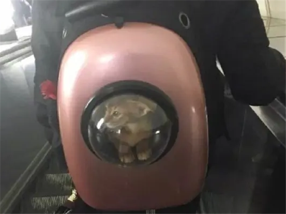 高铁可以带猫吗