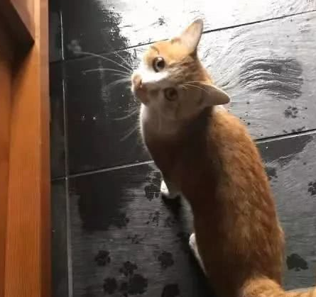 主子开门让流浪猫进入家中避雨,最后这样的答谢礼物太治愈了! 主子开门让流浪猫进入家中避雨,最后这样的答谢礼物太治愈了!