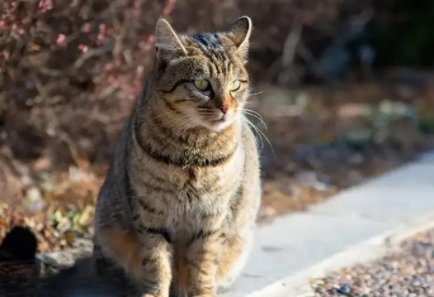 野狸子狸猫为什么不吉利 野狸子狸猫为什么不吉利