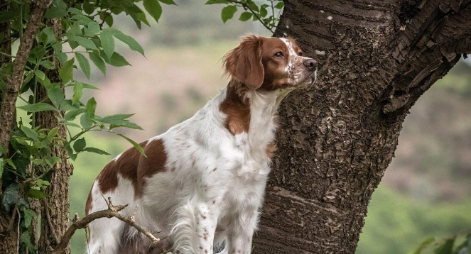 不列塔尼猎犬怎么选？可靠值得信赖的伙伴