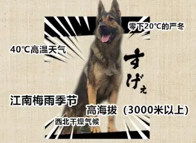 缉毒犬被警队开除，网友知道原因后笑喷了！