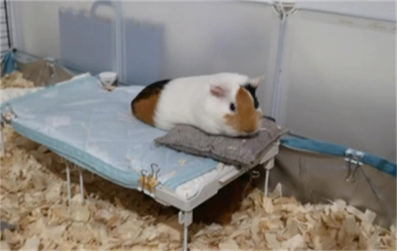 荷兰猪吃小麦草会胀气 荷兰猪吃小麦草会胀气