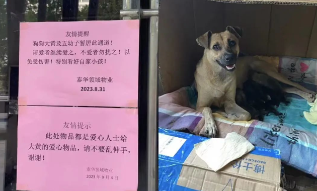 我为流浪狗发声!抵制大规模捕杀流浪狗! 我为流浪狗发声!抵制大规模捕杀流浪狗!