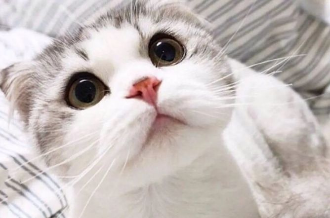折耳猫禁忌 折耳猫禁忌