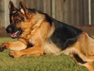 德国牧羊犬纯种报价 德国牧羊犬纯种报价