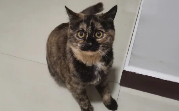 玳瑁猫是招财猫吗 招财猫举的手代表什么意思 玳瑁猫是招财猫吗 招财猫举的手代表什么意思