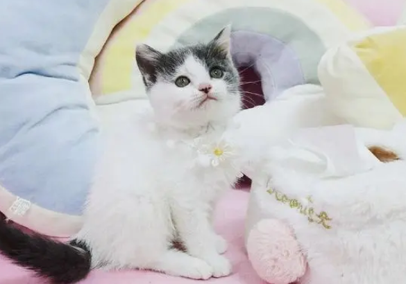 净梵猫会掉毛吗,净梵猫掉毛怎么办? 净梵猫会掉毛吗,净梵猫掉毛怎么办?