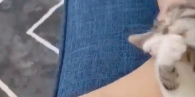 网友在绿化带中，救出一只小奶猫，从此开启了幸福猫生