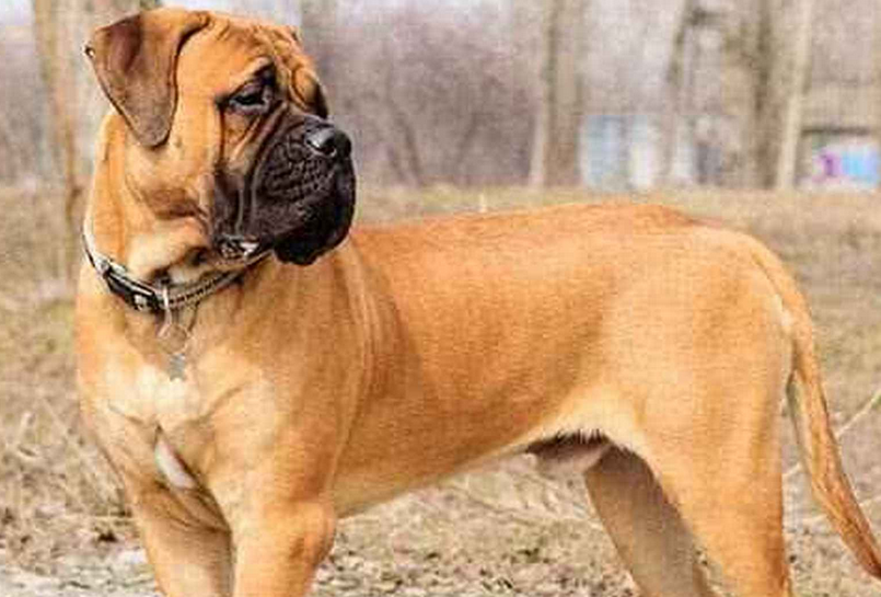 马士提夫犬怎么选 身躯越深越宽越好