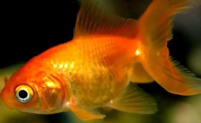 水族宠物什么最好养