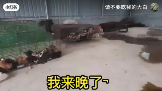 “请不要吃我的猫”:为了救猫,她成了“偷猫宰猫黑产”最怕的女人 “请不要吃我的猫”:为了救猫,她成了“偷猫宰猫黑产”最怕的女人