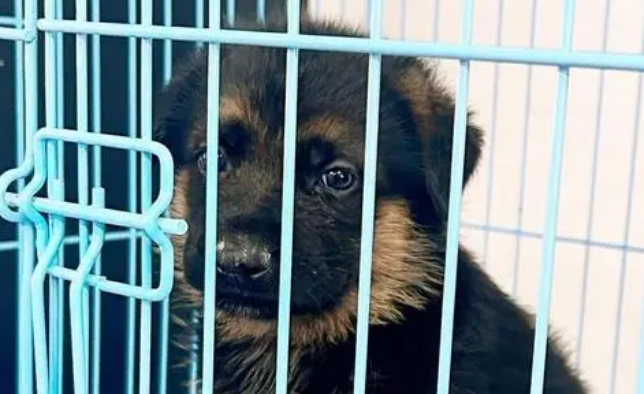 商家不明示,买来的宠物竟是“禁养犬”?办狗证还有门道? 商家不明示,买来的宠物竟是“禁养犬”?办狗证还有门道?