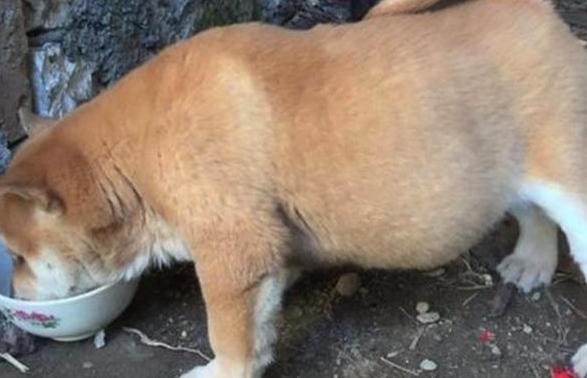 为什么土狗吃盐没事
