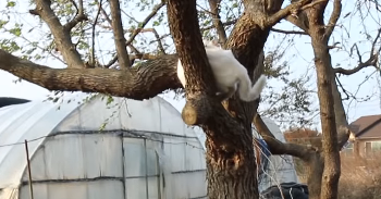漂亮流浪猫每天上门,主人却不愿意接纳,并最终说出这样一番话 漂亮流浪猫每天上门,主人却不愿意接纳,并最终说出这样一番话