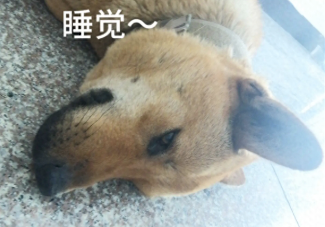 村里要查狗证，爸妈却拒绝给土狗办证！哥哥怕狗被抓走竟杀了吃掉