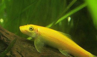 金苔鼠鱼吃什么 幼鱼时会吃苔藓